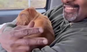 Guy receives puppy for his birthday surprise