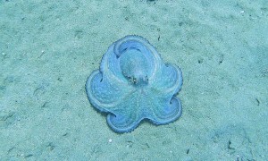 Fantastic Octopus on the Sea Floor
