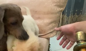 Family Dog Doesn't Like New Puppy