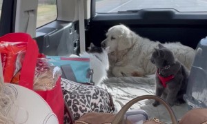 Cats Have a Smack Down in the Back of the Car