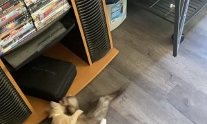 Kitten Loves Playing with Ferrets