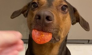 Salem the Pup Has a Lot of Impulse Control