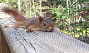 Young Red Squirrel Sploots Flat on Hot Day