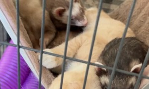Ferrets and Kitten Enjoy Cuddle Time in Pet Hammock
