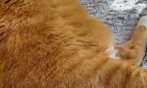 Doth Thee Dareth Sneeze In Mine Presence?