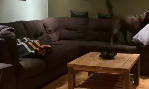 Well Trained Dog Lucy Helps Dad With Newborn Twins