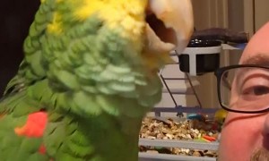 Merlin Gives His Best Performance Yet