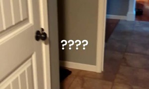 Amazon Parrot Calls Out For Owner