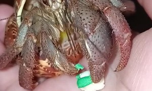Hermit Crab Craves Cookies