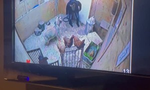 Goat Confronts Husband