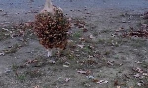 Golden Retriever Puppy Brings Flowers