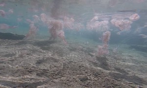 Swimming In The Middle of Jellyfish World