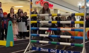 German Shepherd decides to play with obstacle course