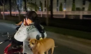 Dog Balances on Back of Motorbike