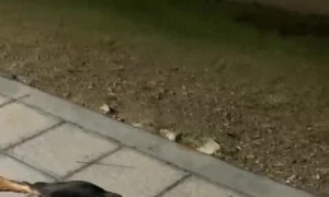 Precocious Puppy Refuses to Leave Park