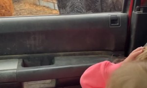 Twins Have Very Different Reaction to Cow