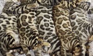 Bengal Kittens Take a Nap