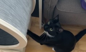 Teaching My Cat How to Use His Exercise Wheel