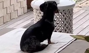 Goofy Dachshund Wiggles Around on Back