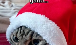Cat Hides Inside Santa's Hat