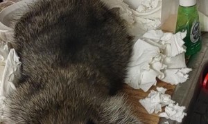 Bandit the Raccoon Makes a Mess with Paper Towels