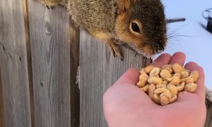 Handfeeding a Friendly Squirrel