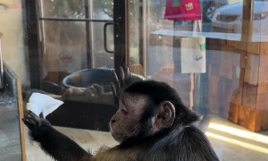 Capuchin Monkey Enjoys Cleaning Windows