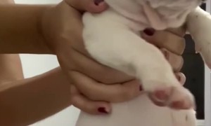 Puppy Has Big Belly From Eating Too Much