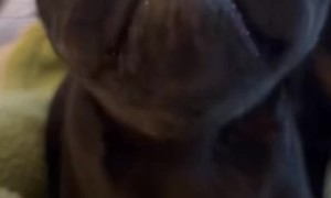 Puppy Munches on Cracker