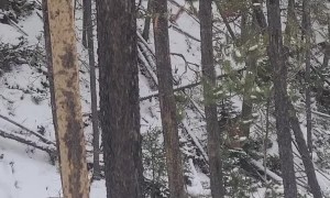 Close Encounter With a Mountain Lion in Montana Wilderness