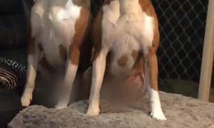 The Singing Boxer Brothers