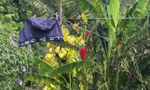 Rescued Bird Returns to the Person Who Saved It