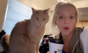 Cat Strikes a Pose for Photo