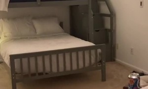 Dog Wants to Use Airbnb Bed Instead of Dog Bed