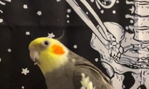 Groot he Cockatiel Fake Sneezes