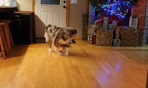 Dog Drags String for Cat