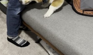 Corgi Disapproves of Identity Theft