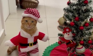 Santa Paws Has Arrived