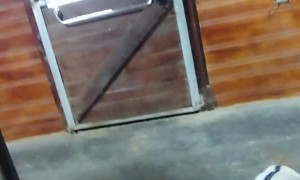 Friendship Between a Horse and a Dog