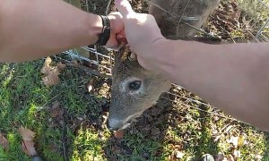 Police rescue deer with antlers entangled in wire fence