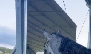 Where'd That Other Horse Go?