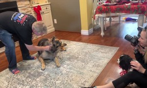 Strategic Dog Photo Shoot