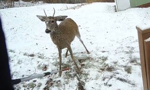 Police officers help rescue deer in distress