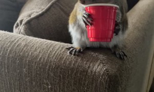 Squirrel Needs Wildlife Rehab