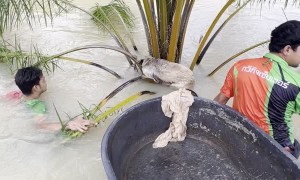 Two Guys Help Rescue Dog Trapped in Flood Waters by Chain