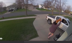 Cheddar the Cat Doesn't Want to go Back in the House