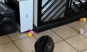 Toddler Using a Balloon as a Chair Pops It