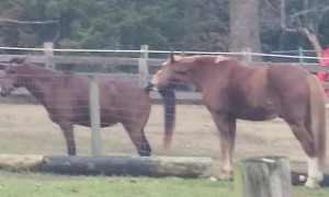 Horse Tugging on Pony's Tail