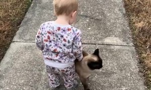 Daily Visit From The Neighborhood Cat