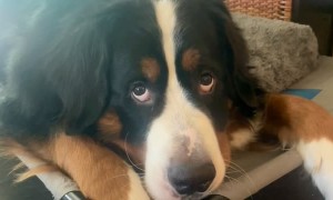 Where in the World is the Cat?